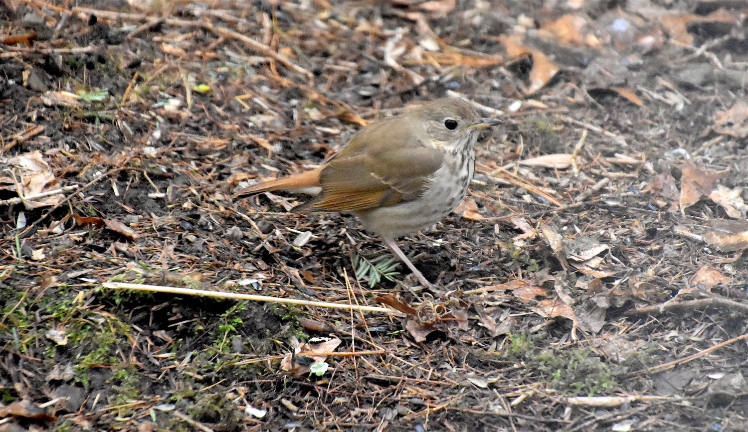 The hermit thrush is a round-bodied brownish bird with a notably reddish tail and thin white eye-ring. Its throat is mottled with spots that fade to smudges on its pale underside.